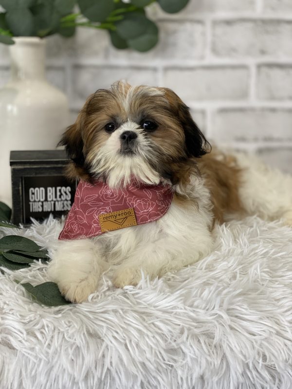 Coco