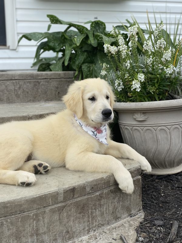 Golden Retriever