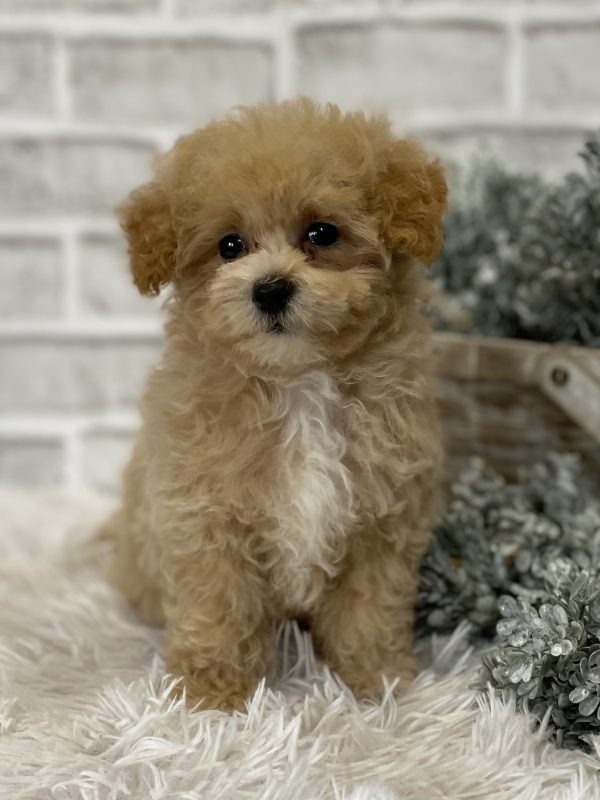 maltipoo