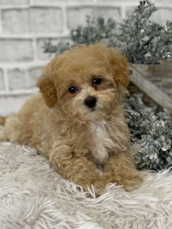 maltipoo