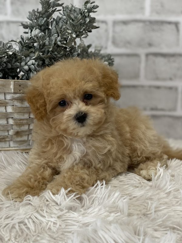 maltipoo