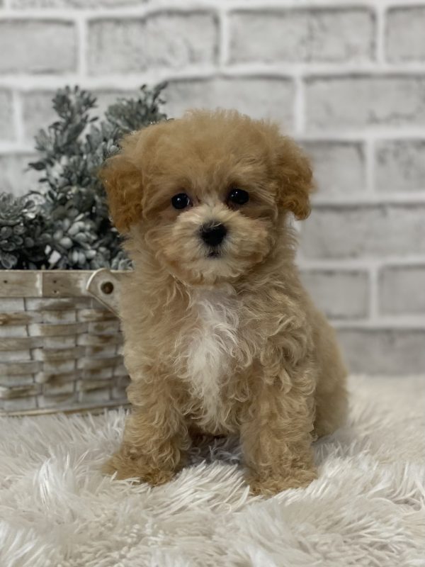maltipoo
