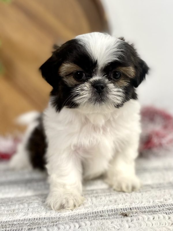 Shih-tzu puppy