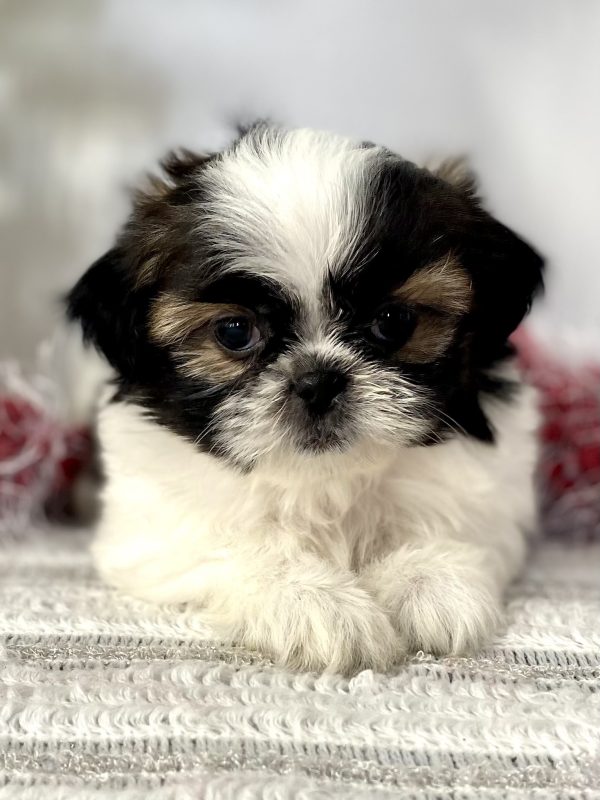 Shih-tzu puppy