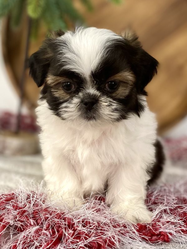 Shih-tzu puppy
