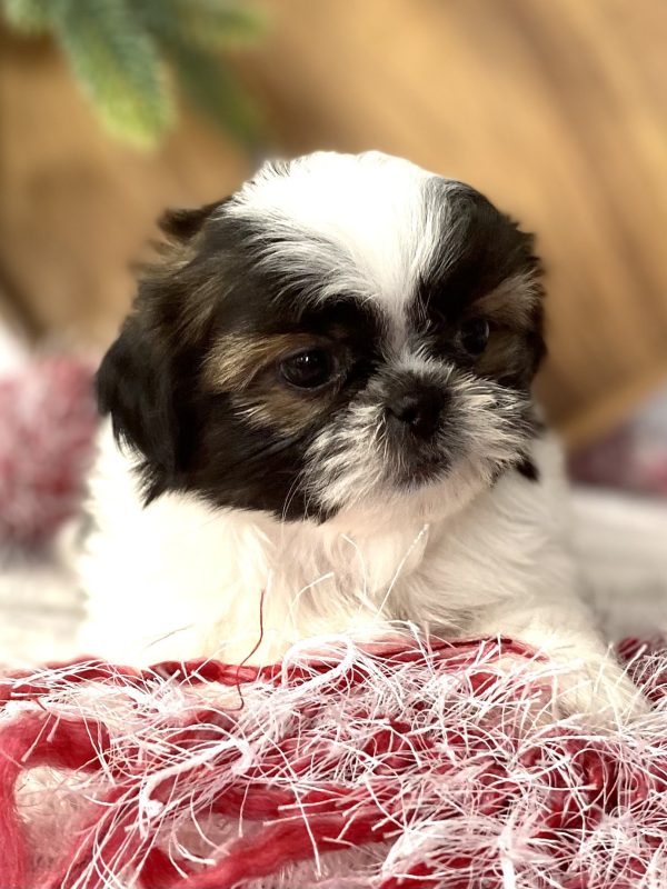 Shih-tzu puppy
