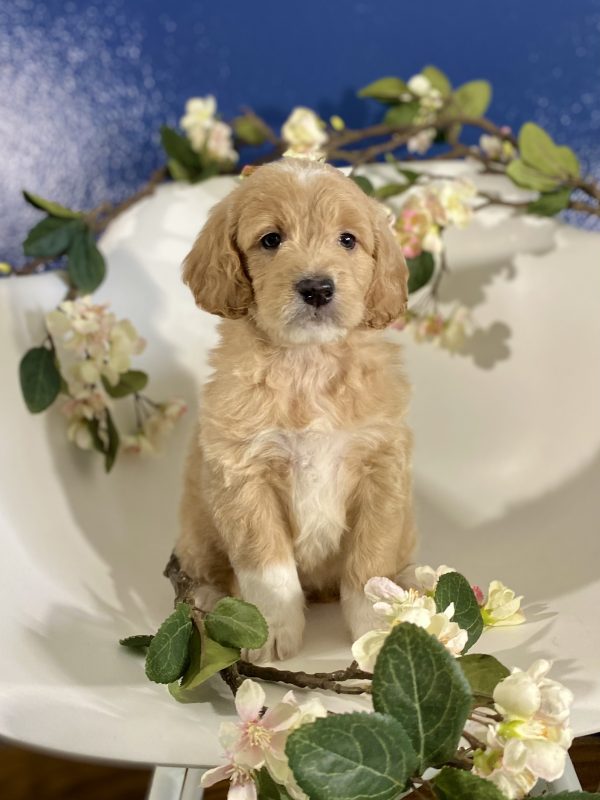 Golden Doodle Puppy