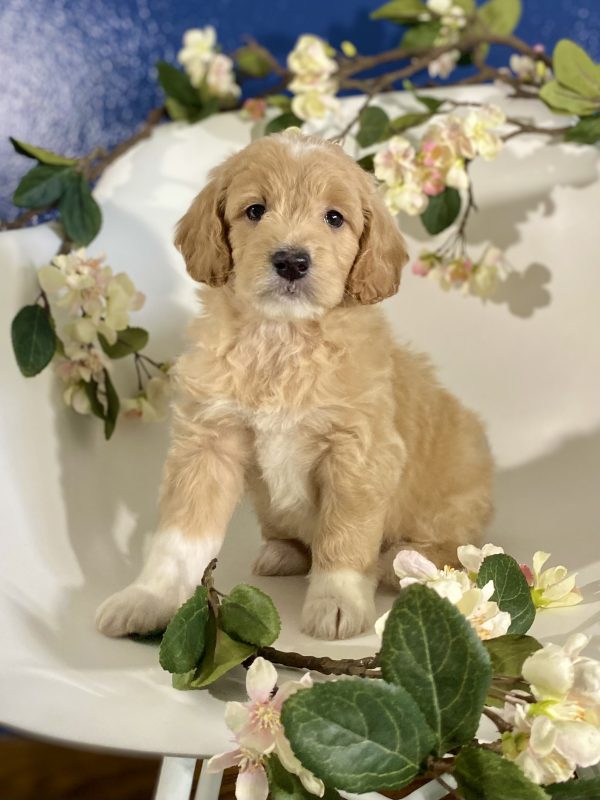 Golden Doodle Puppy