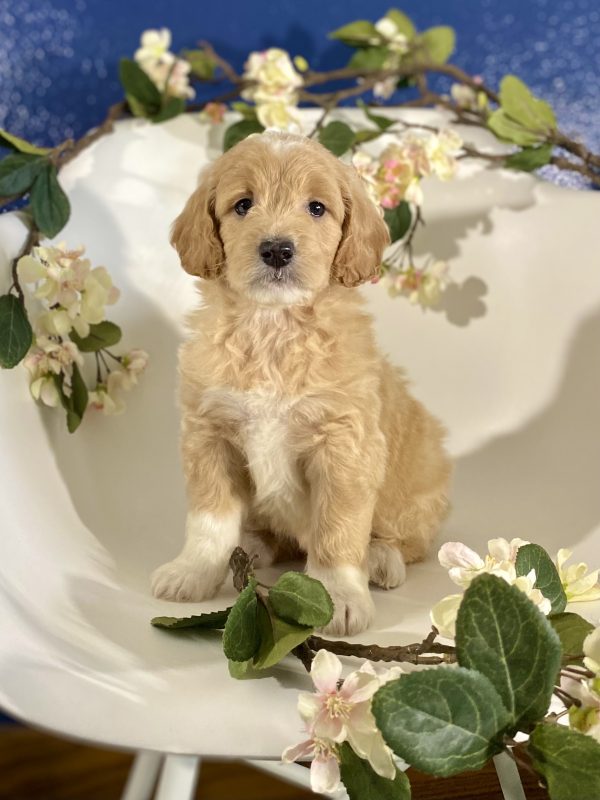 Golden Doodle Puppy