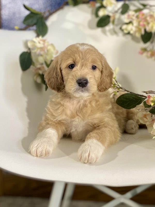 Golden Doodle Puppy