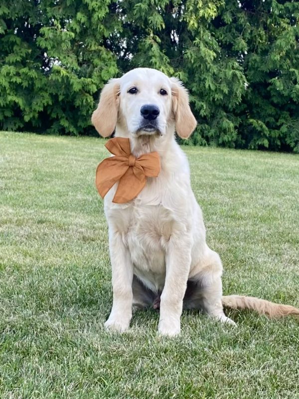 Golden Retriever Puppy