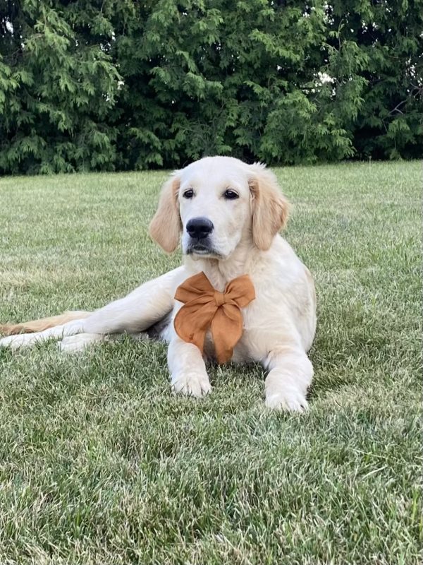 Golden Retriever Puppy