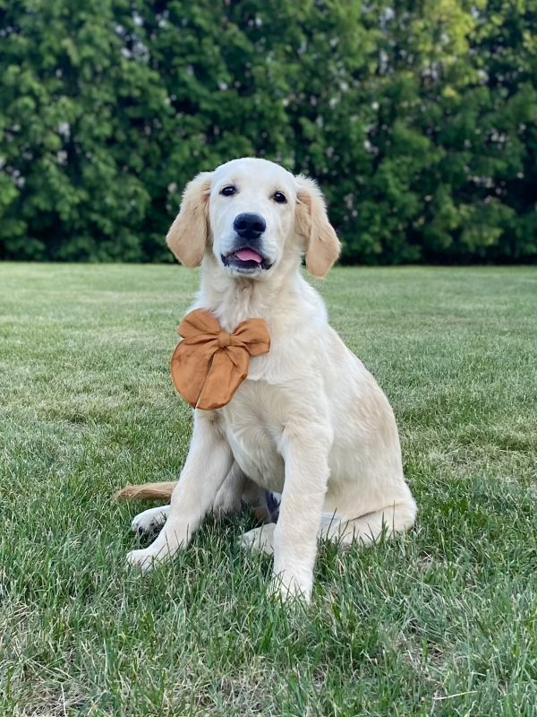 Golden Retriever Puppy