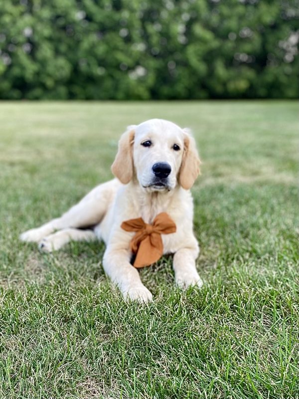 Golden Retriever Puppy