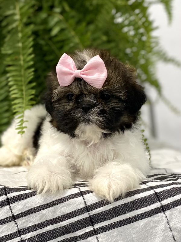 Shih tzu puppy