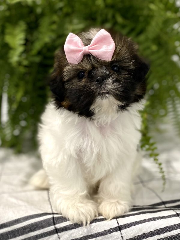 Shih tzu puppy