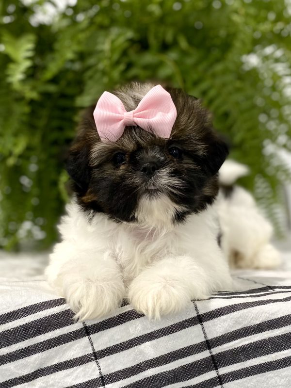 Shih tzu puppy