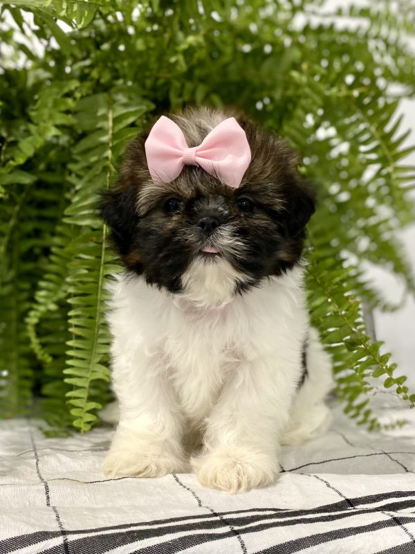 Shih tzu puppy