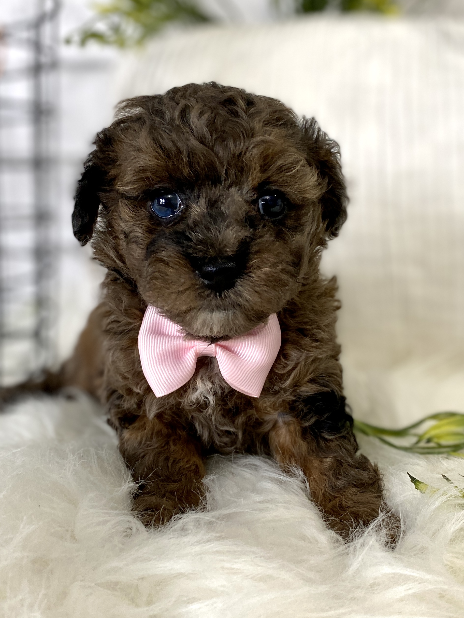 Poodle Puppies For In Indiana