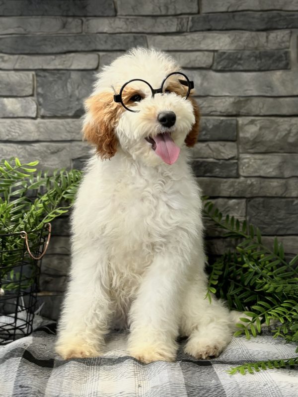 Golden Doodle Puppy