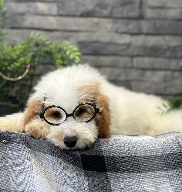 Golden Doodle Puppy