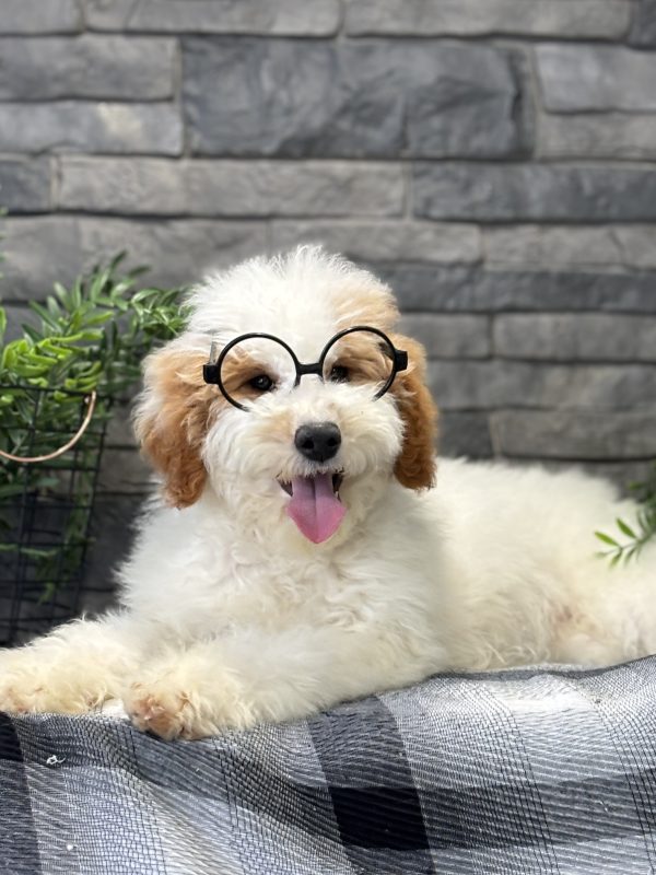 Golden Doodle Puppy