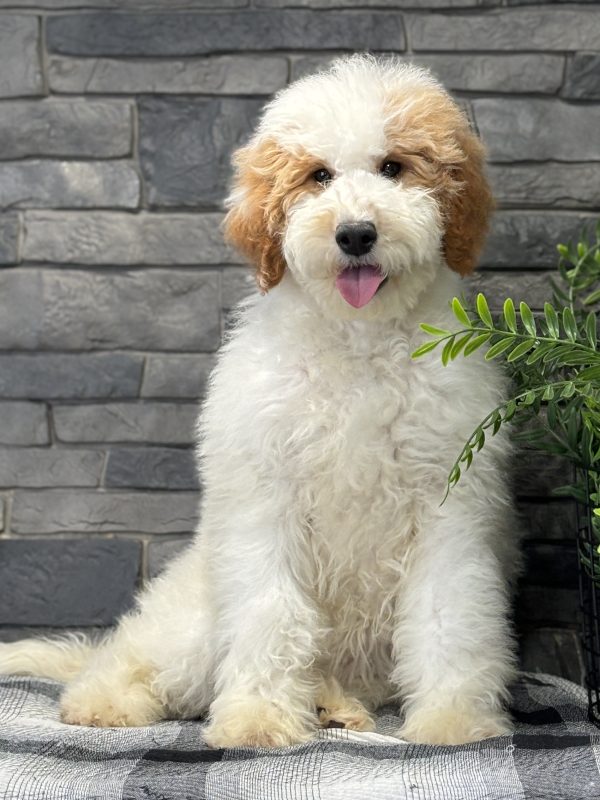 Golden Doodle Puppy