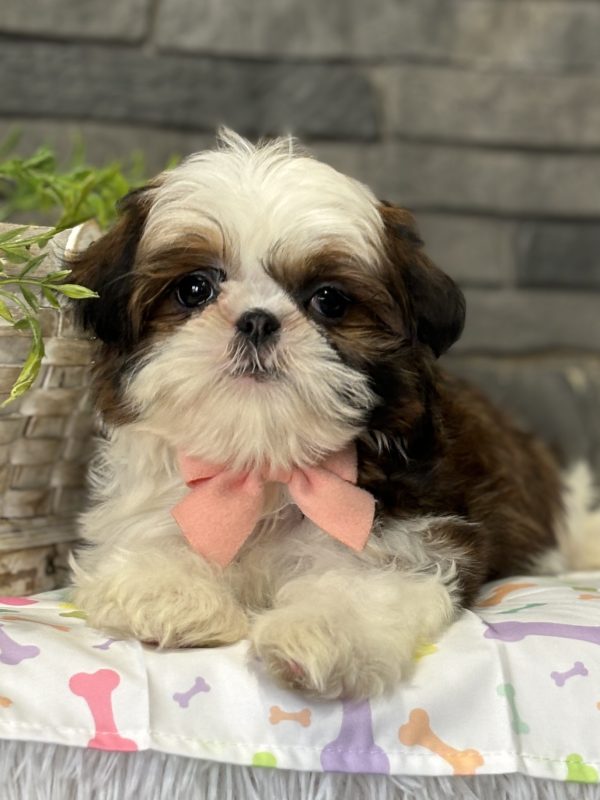 Shih Tzu Puppy