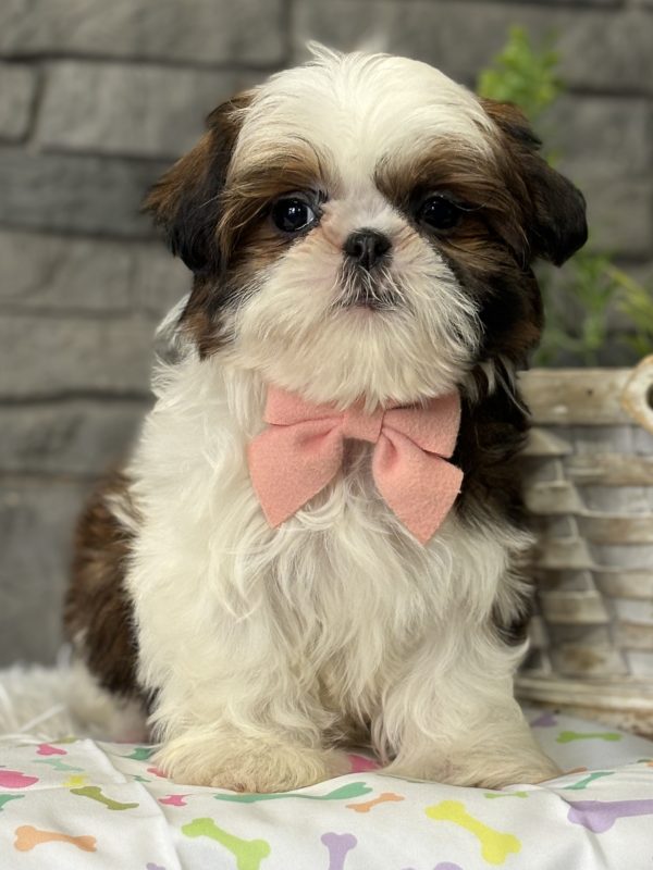 Shih Tzu Puppy