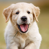 Puppies for Sale