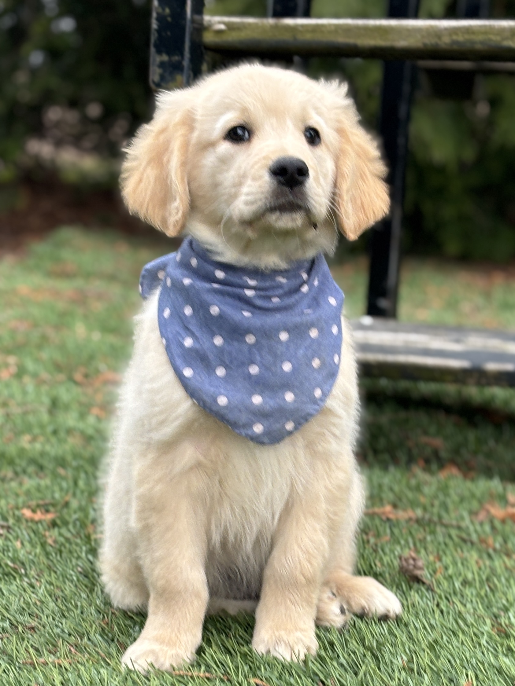 Golden Retriever Puppy