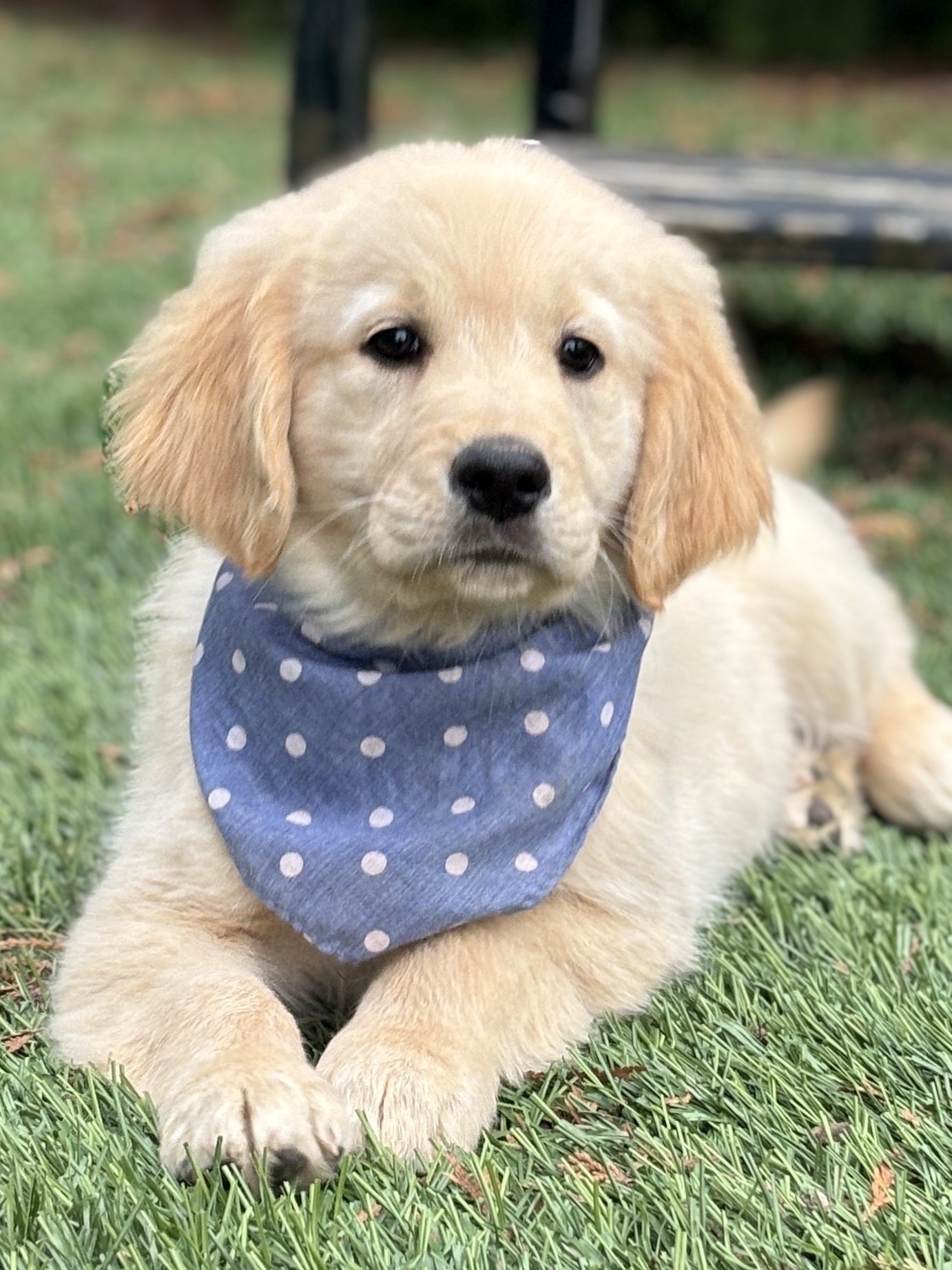 Golden Retriever Puppy