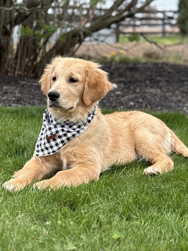 Golden Retriever Puppy
