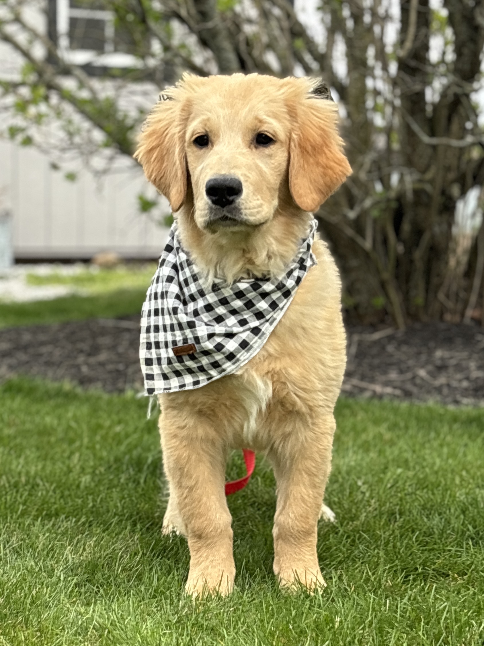 Golden Retriever Puppy