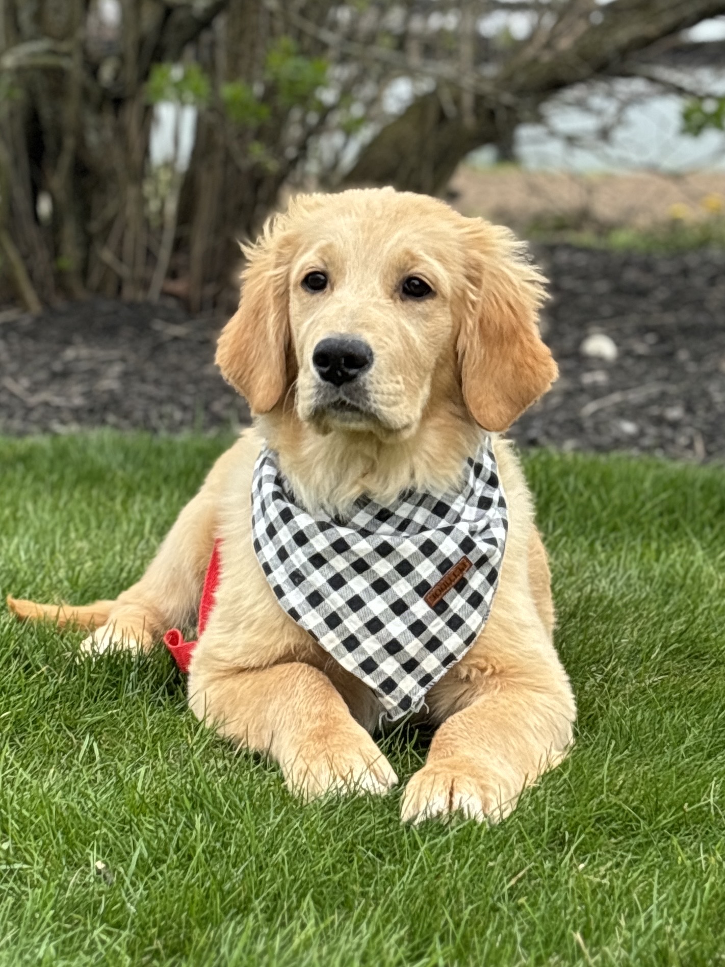 Golden Retriever Puppy