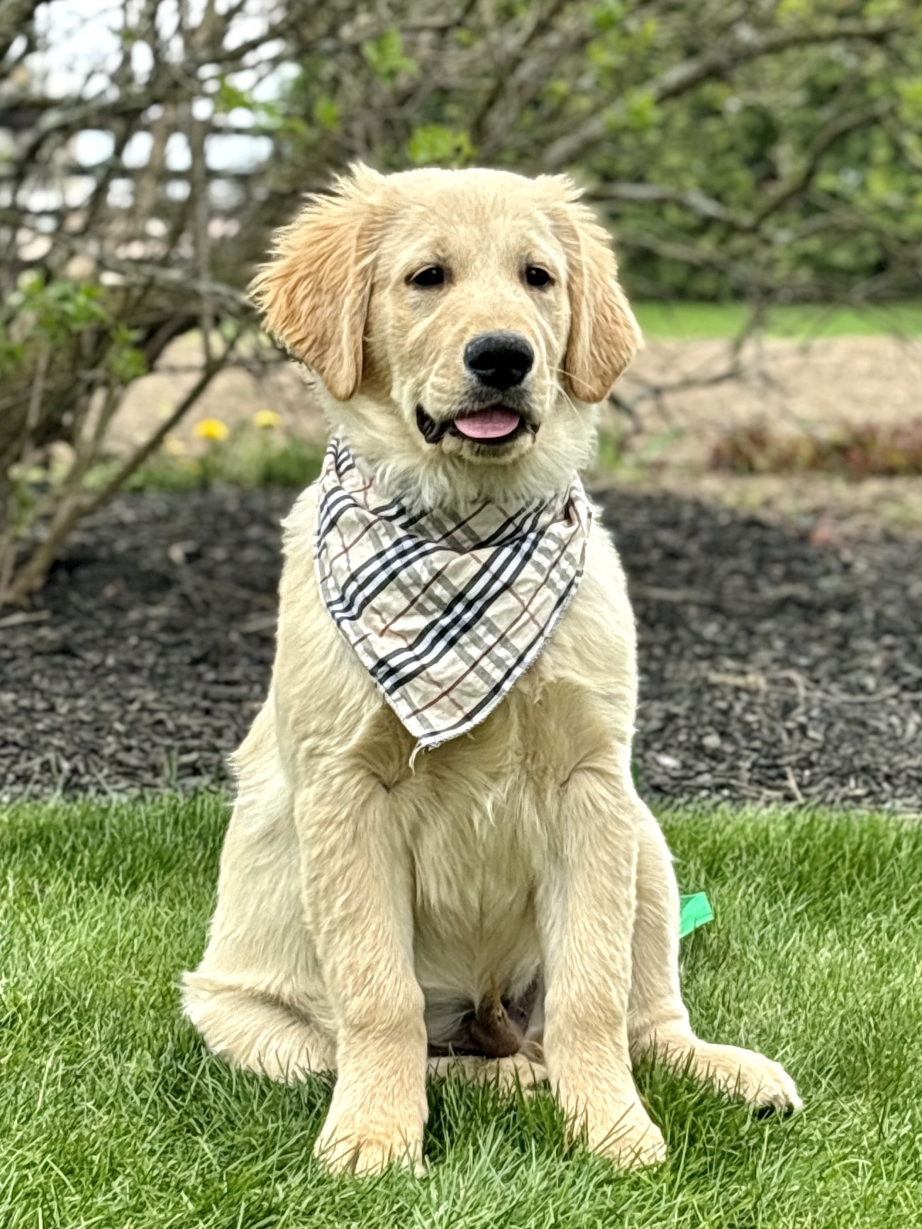 Golden Retriever Puppy