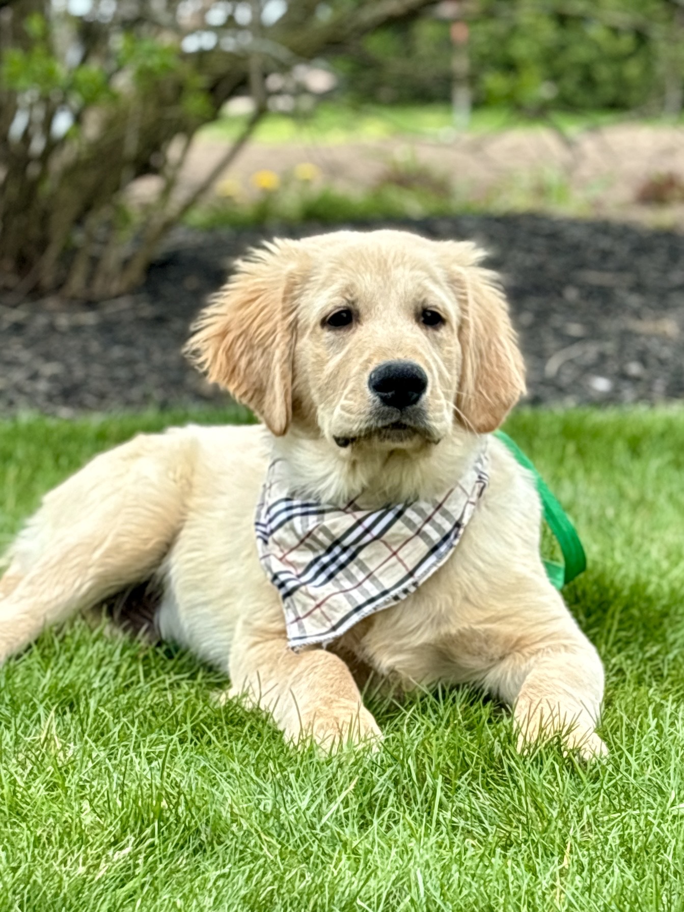 Golden Retriever Puppy