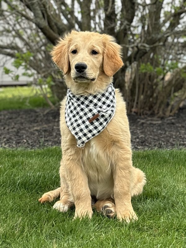 Golden Retriever Puppy