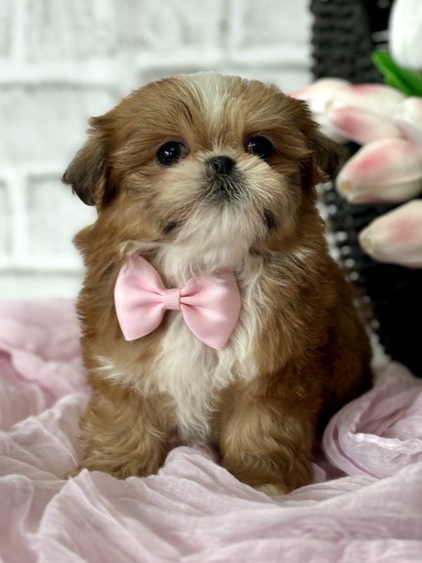 Shih Tzu Puppy