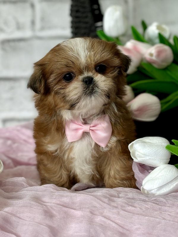Shih Tzu Puppy