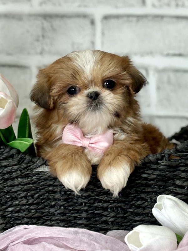 Shih Tzu Puppy