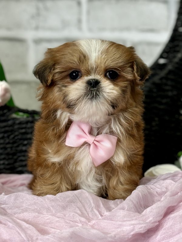 Shih Tzu Puppy