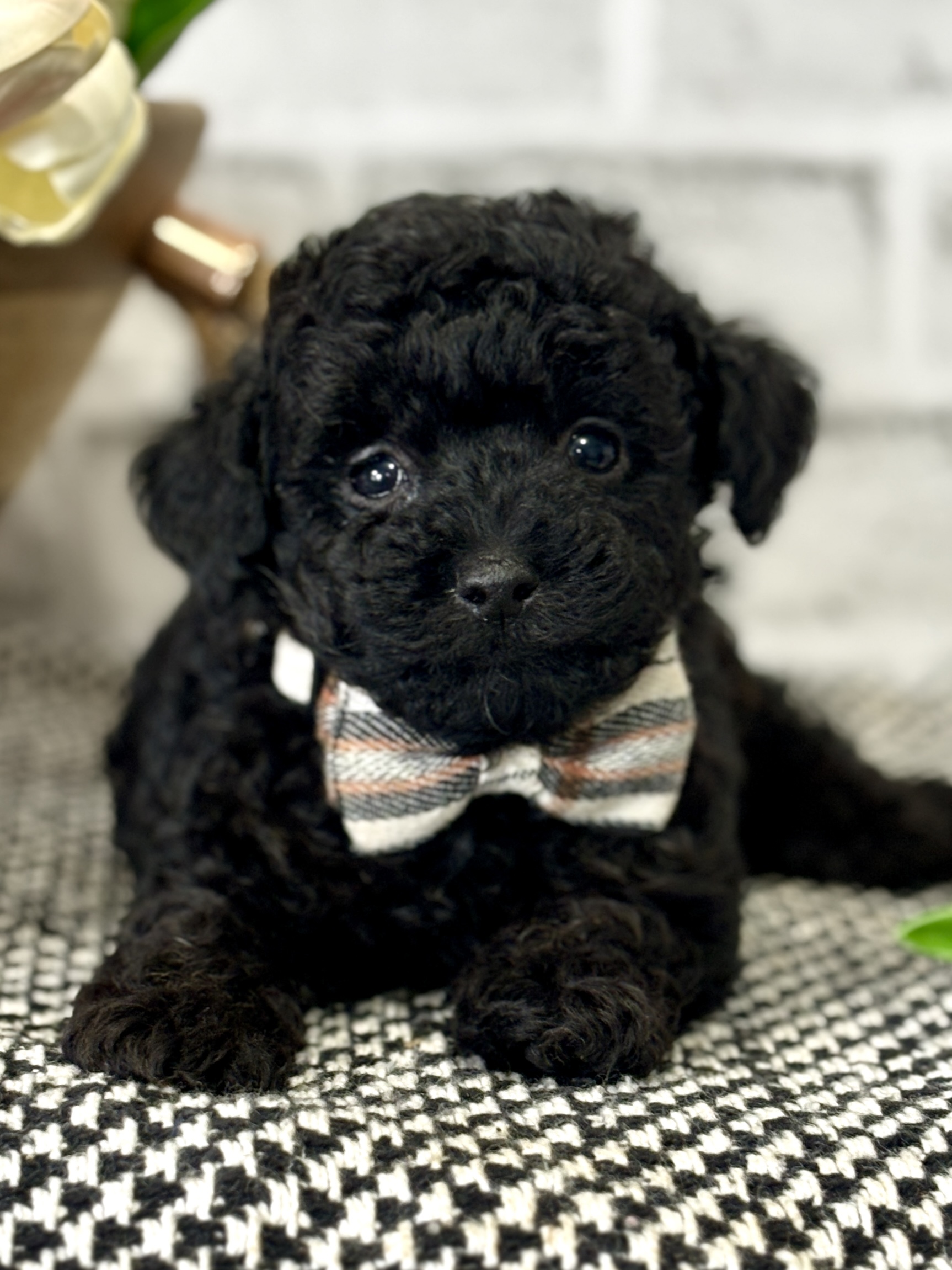 Toy Poodle