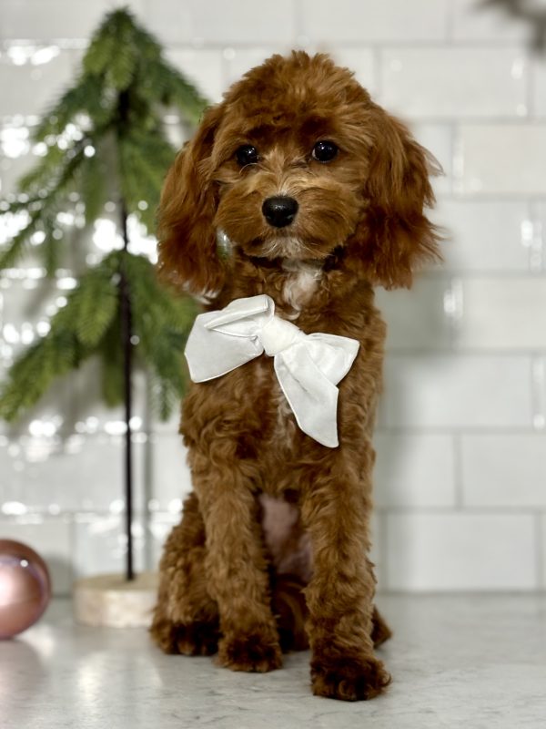 Cavapoo Puppy