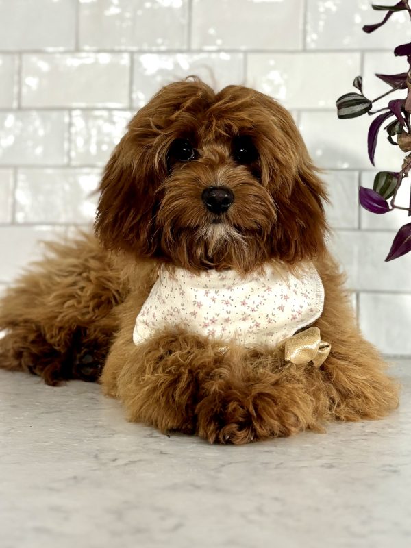 Cavapoo Puppy