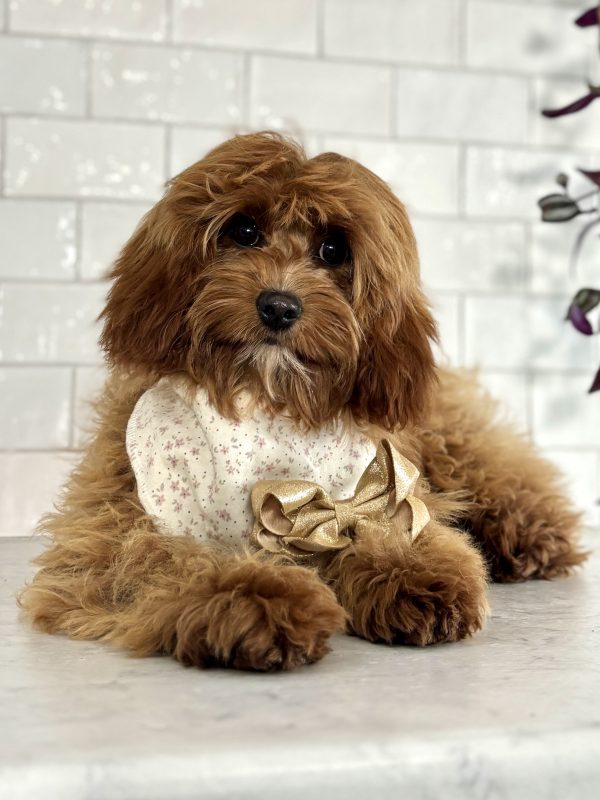 Cavapoo Puppy