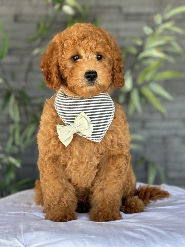 Golden Doodle Puppy