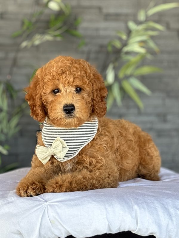 Golden Doodle Puppy
