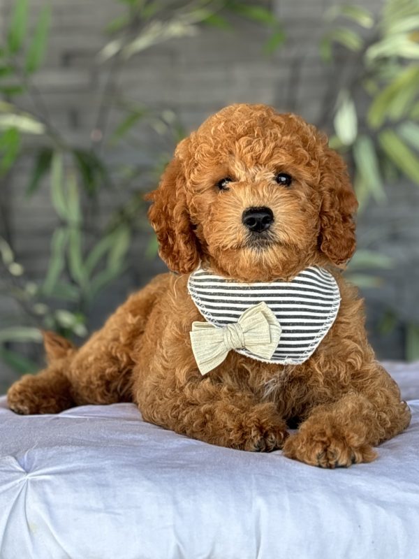 Golden Doodle Puppy