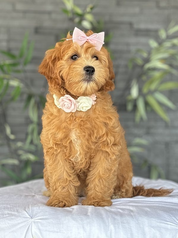 Golden Doodle Puppy
